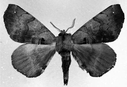 Figure 43 Example of American silkworm moths (Apatelodidae), Apatelodes palma Druce, from Ecuador.