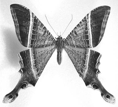 Figure 44 Example of American swallowtail moths Sematuridae), Sematura lunus (Linnaeus), from Costa Rica.