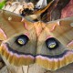 American Tropical Silkworm Moths