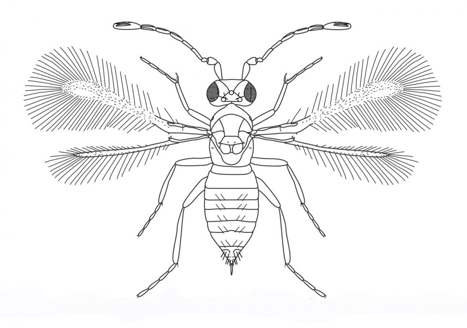 Figure 46 Adult female of Anagrus sp.