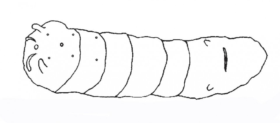 Figure 47 Larva of Anagrus sp.