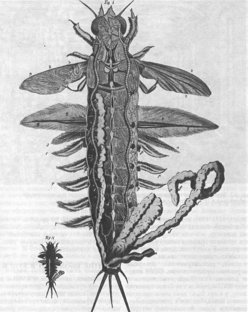 Рисунок 1.1. Вскрытая нимфа поденки-рисунок, сделанный Сваммердамом. Одна из самых первых работ, посвященных изучению насекомых, опубликованная около 1675 года.