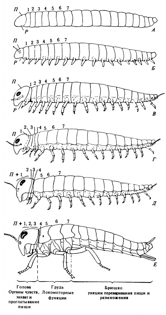 Рисунок 2.1. Схематическое изображение гипотетических стадий (А-Е) в развитии различных отделов тела и его придатков — от червеподобного предка до насекомого