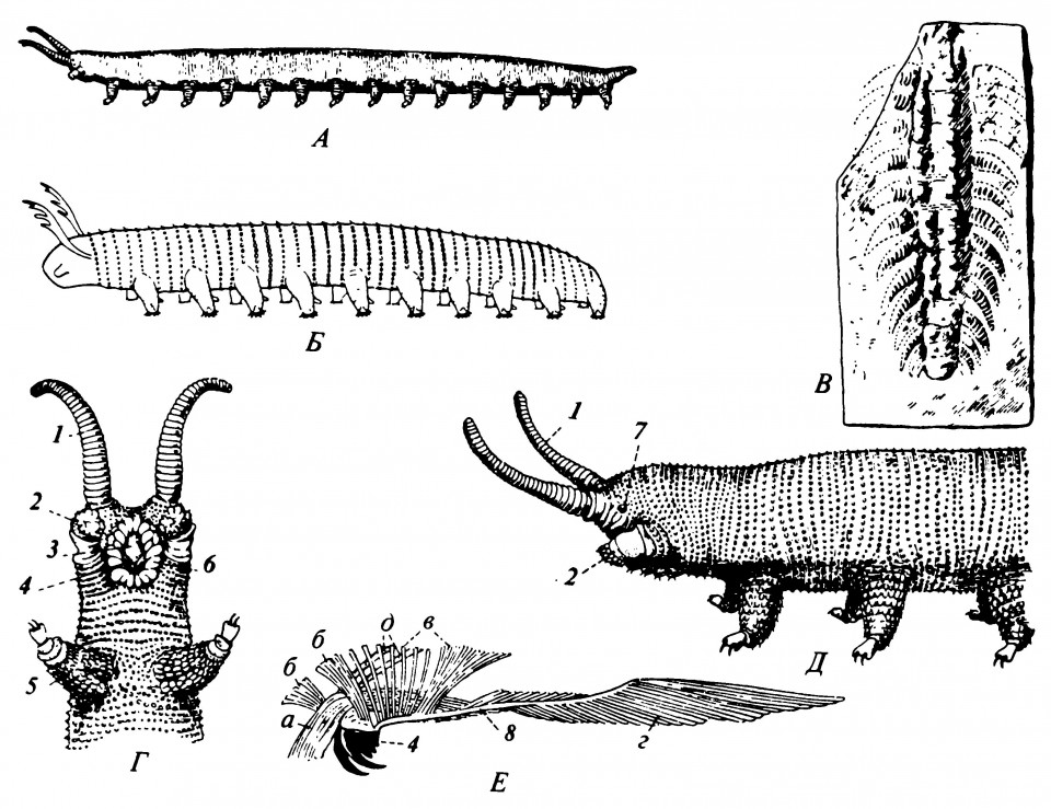 Рисунок 2.2. Древние и современные Onychophora