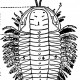 Подтип Trilobita
 	