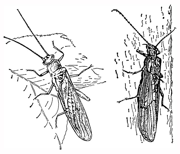 Веснянки: Nemura avicularis (слева) и Leuctra sp. (справа)