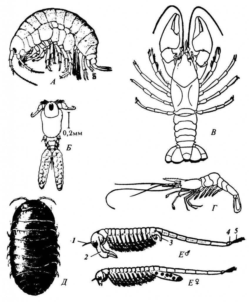 Рисунок 2.12. Класс Crustacea