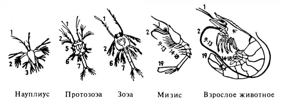 Рисунок 2.13. Стадии метаморфоза креветки Penaeus