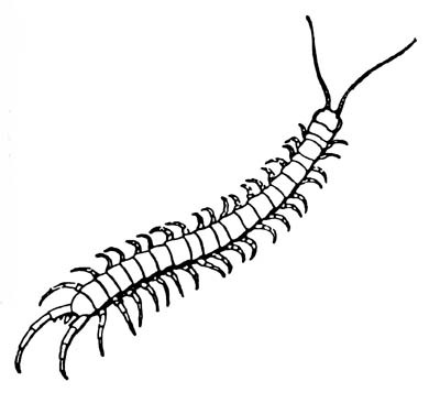 Рисунок 2.15. Типичная многоножка из класса Chilopoda, (губоногие)