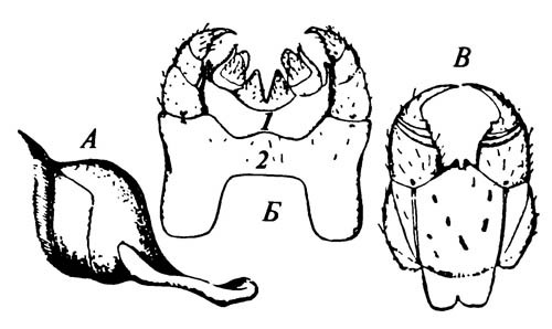Рисунок 2.16. Ротовые части и ядоносные челюсти многоножки геофилы (Geophilus flavidus)