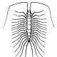Класс Chilopoda (губоногие)