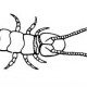 Класс Symphyla (симфилы)