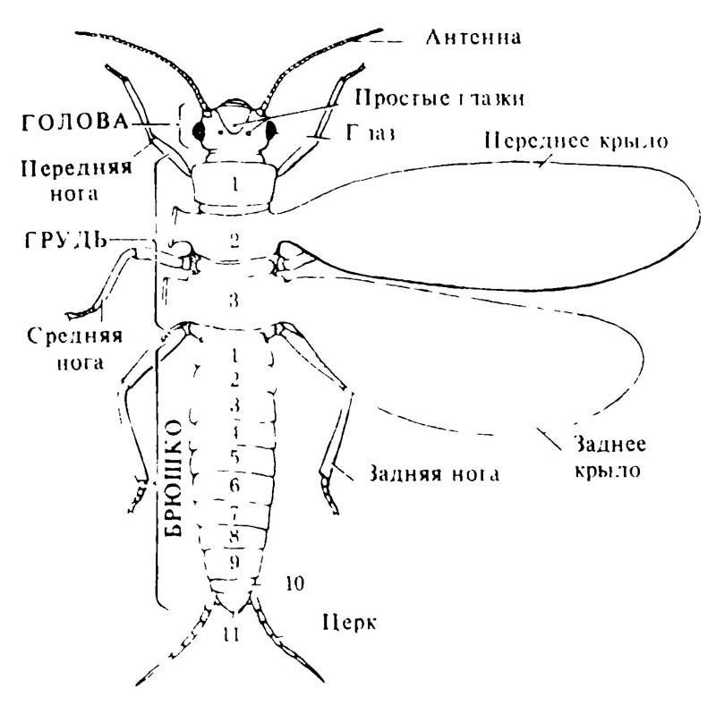 Схематическое изображение типичного крылатого насекомого