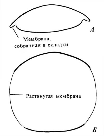 Что такое экзоскелет у насекомых. Смотреть фото Что такое экзоскелет у насекомых. Смотреть картинку Что такое экзоскелет у насекомых. Картинка про Что такое экзоскелет у насекомых. Фото Что такое экзоскелет у насекомых