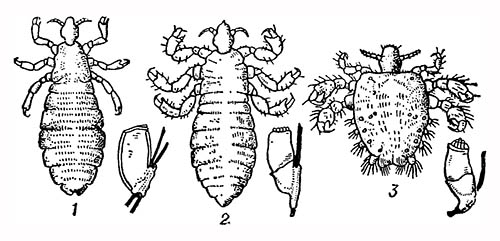 Вши и их яйца: 1 — головная; 2 — платяная; 3 — площица