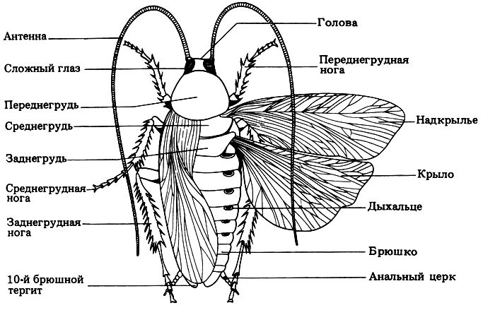 Отделы тела