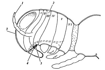 Строение головы зародыша насекомого; показан предковый акрон и шесть туловищных сегментов (I–VI).