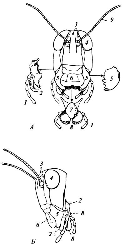 Голова саранчового