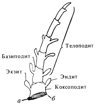 Гипотетический придаток членистоногих., а и б — точки сочленения