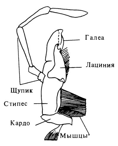 Генерализованный тип нижней челюсти (максиллы) на примере таракана