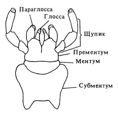 Генерализованный тип нижней губы на примере таракана