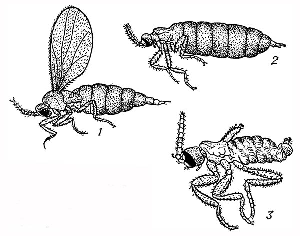 Галлица (Micropteromyia ghilarovi): 1 — крылатая самка; 2 — бескрылая самка; 3 — бескрылый самец