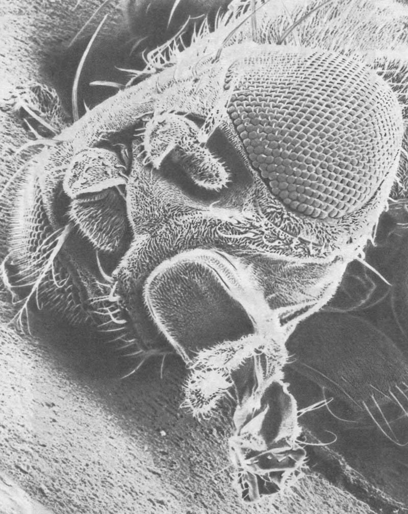 Общий вид головы плодовой мушки Drosophila melanogaster; видны детали строения придатков и ротового аппарата, х180