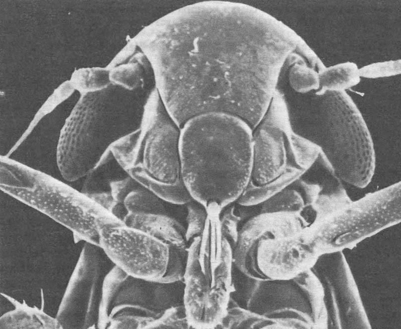 Колюще-сосущий ротовой аппарат у личинки первого возраста цикадки Macrosteles focifrons; х115