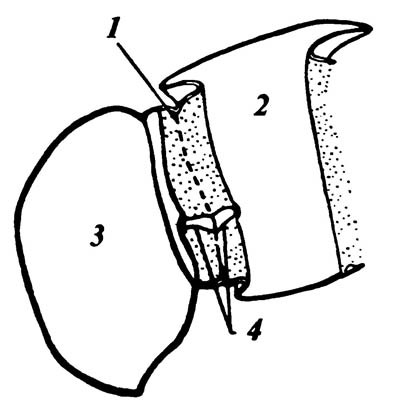 Схема цервикальных склеритов насекомого