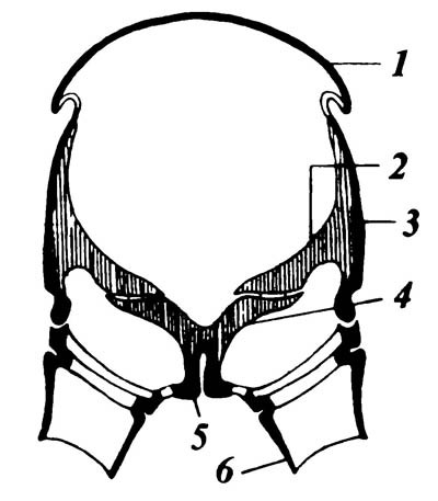 Схематический поперечный разрез грудного сегмента, показаны фурка и плейральные гребни