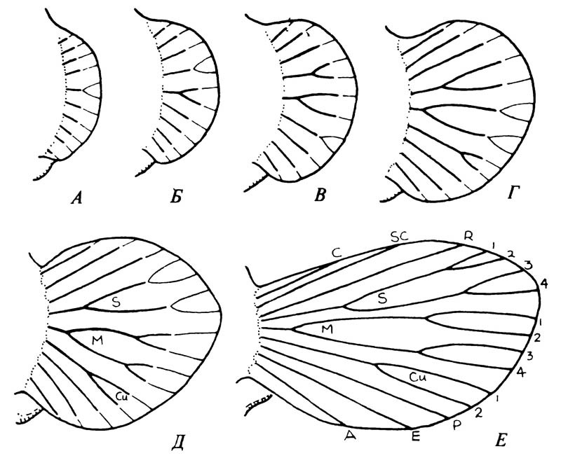 Гипотетические стадии развития жилкования паранотальных лопастей (А — Д), приводящие к жилкованию примитивного крыла (Е)