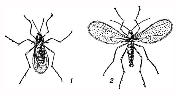 Гессенская муха: 1 — самка со сложенными крыльями; 2 — самец с расправленными крыльями