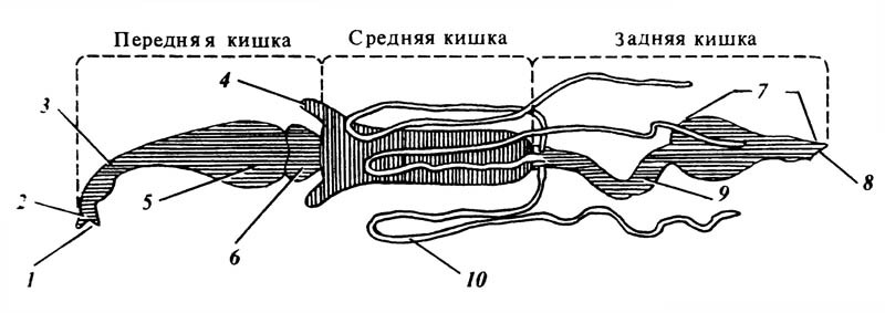 Схематическое изображение отделов и выростов пищеварительного канала