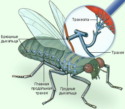 Трахейная система