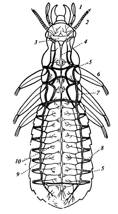 4.6. Трахейная система насекомого.