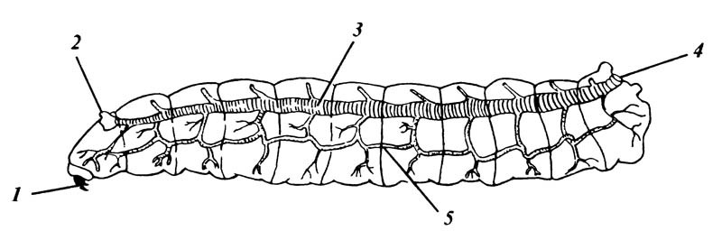 4.7. Личинка мухи с крупными дорсальными трахейными стволами