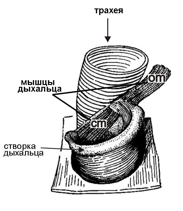 Дыхальца