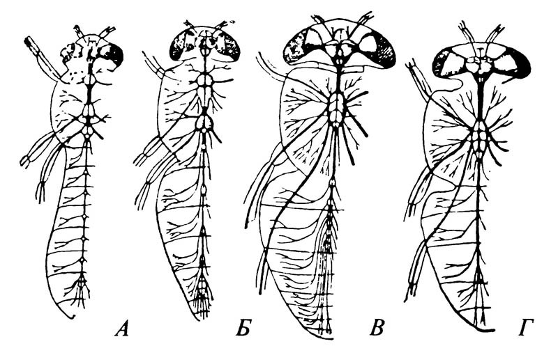 4.10. Последовательные стадии концентрации центральной нервной системы Diptera.