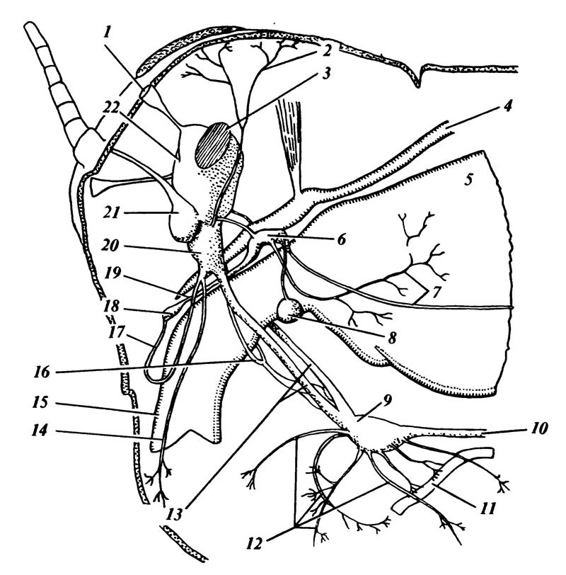 4.11. Нервная система саранчи, вид сбоку.