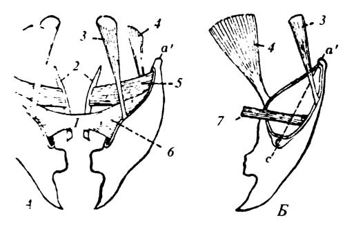 4.15. Схема мускулатуры нижней челюсти насекомых