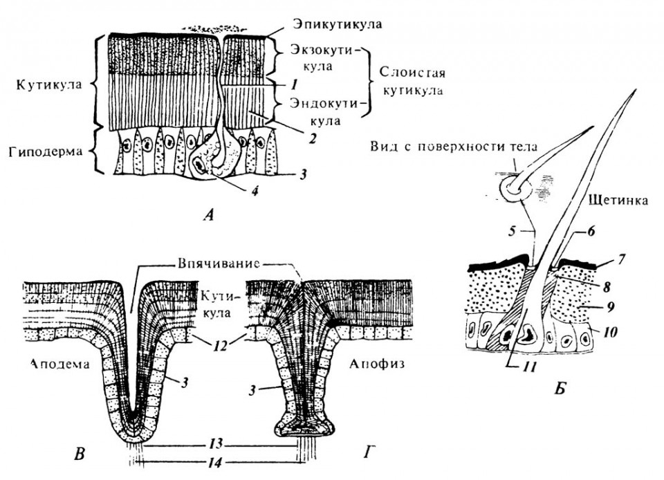 5.1. А. Схема строения покровов тела.