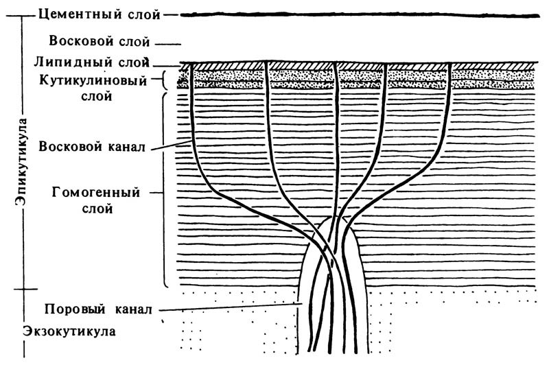 5.3. Схема слоёв эпикутикулы, через которые проходят восковые каналы.