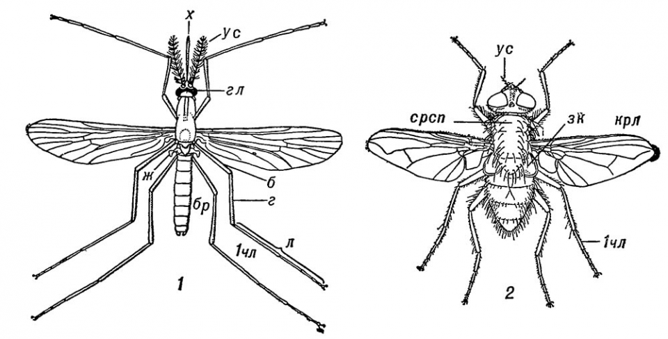 Схема внешнего строения двукрылых