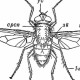 Двукрылые (Diptera)