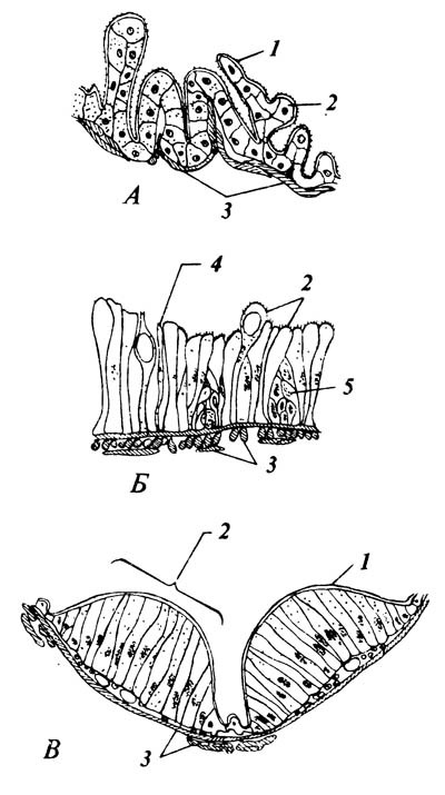 5.10. Клеточное строение трех участков пищеварительного тракта таракана.