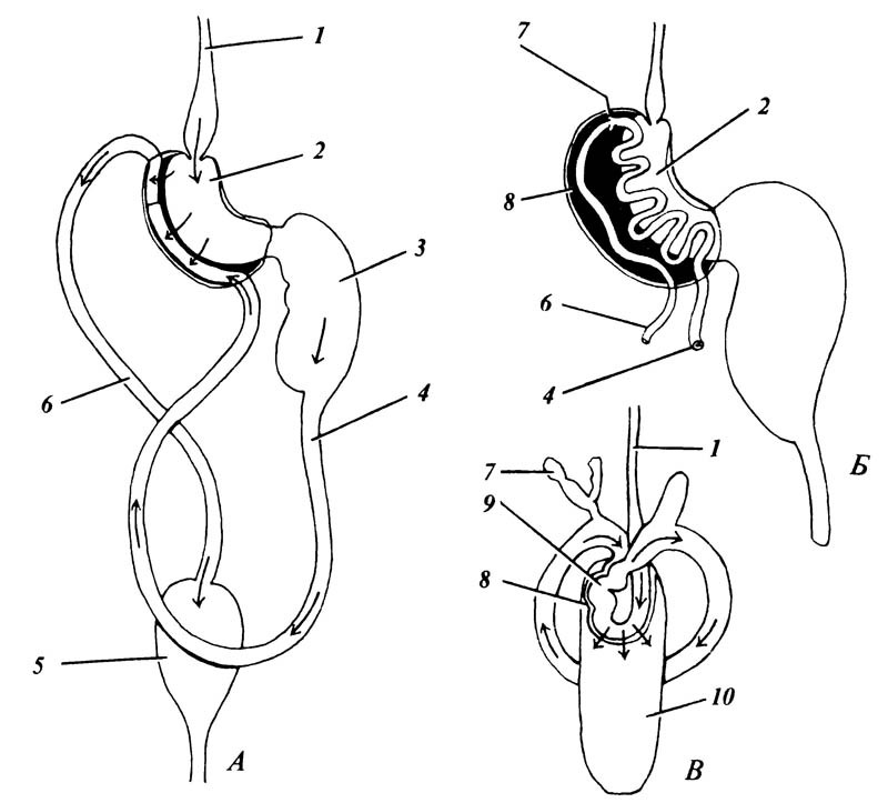 5.12. Фильтрационная камера Homoptera (схема).