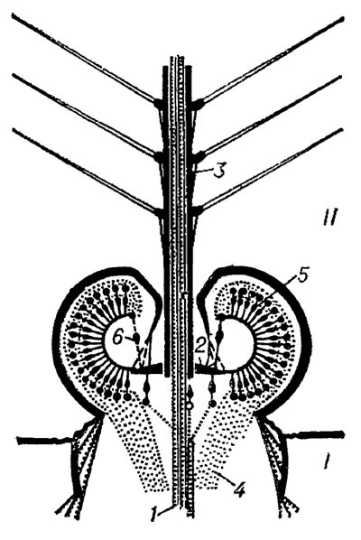 Схема строения джонстонова органа комара семейства Culicidae