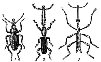 Длиннотелы (Brenthidae)