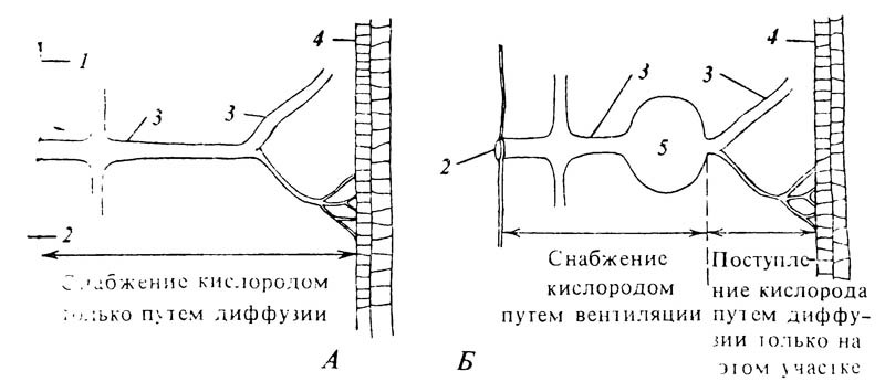 5.18. Схема, иллюстрирующая отношение между диффузией и вентиляцией