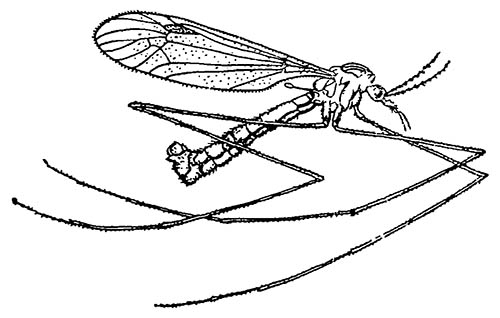 Долгоножка Tipula paludosa